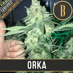 Blimburn Seeds Sementes de Cannabis Orka Feminizada