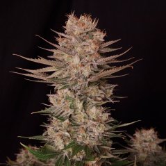 Doctor´s Choice Semi Chronic Fast F1 BX Regolare