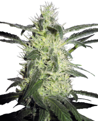 Sensi Seeds Cannabis Silver Haze® Regular, 10 pezzi