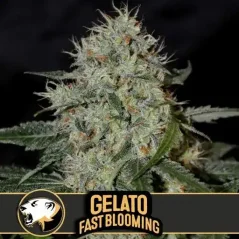 Blimburn Seeds Cannabisfrön Gelato Snabbblommande Feminiserade