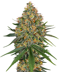 Sensi Seeds Cannabis Seeds White Cheese Feminized by White Label, 3-10 ks