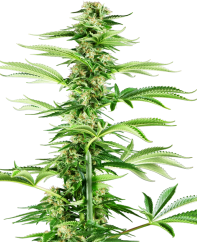 Sensi Seeds Cannabisfrön Honey Melon Haze Feminized, 3-10 st