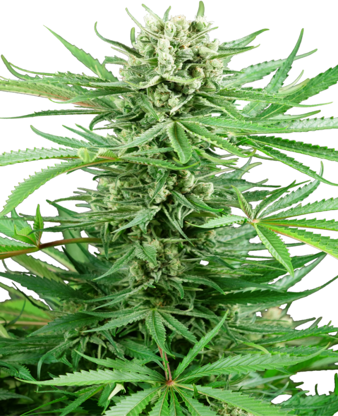 Sensi Seeds Cannabis Seeds Papi Chulo OG Feminized, 3-10 pcs