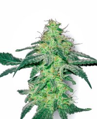 Sensi Seeds კანაფის თესლი White Skunk Regular მიერ White Label, 10 ც.