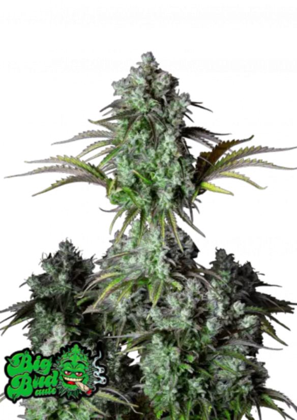 Fast Buds Cannabis Seeds Big Bud Auto