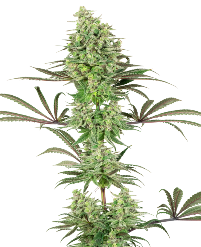 Sensi Seeds Cannabis Seeds Double Banana Kush Feminized by White Label, 3-10 tk