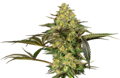 Sensi Seeds Cannabisfrön Grapevine Candy® Feminized, 3-10 st