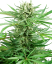 Sensi Seeds Cannabiszaden Papi Chulo OG Gefeminiseerd, 3-10 stuks