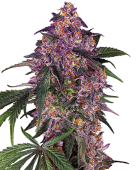 Sensi Seeds Sementes de Cannabis Sensi Purple Kush® Feminizadas, 3-10 unidades