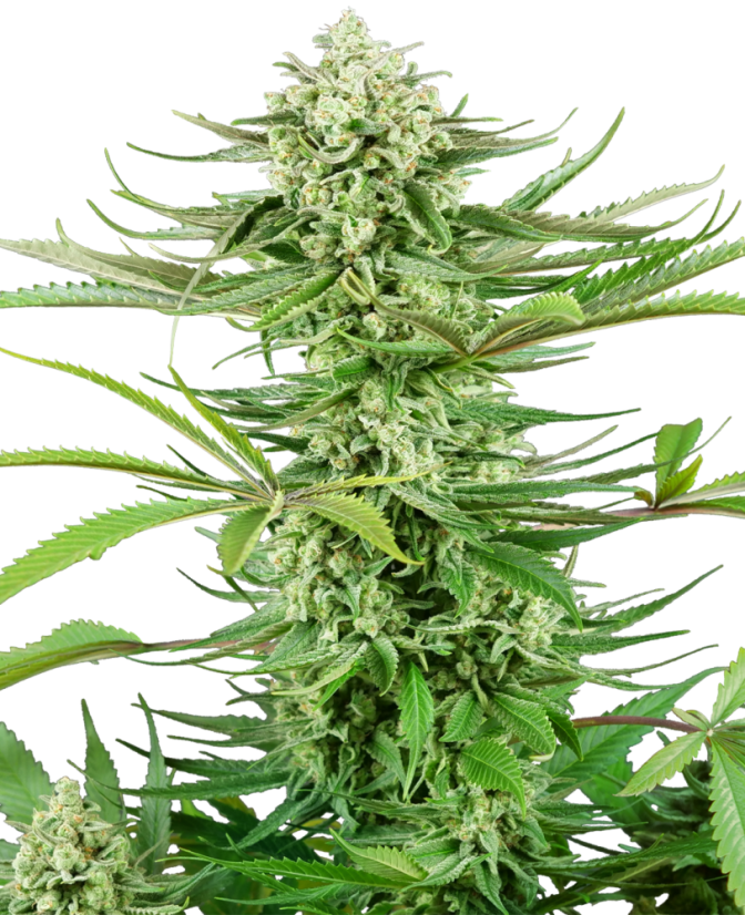 Sensi Seeds Kanapių sėklos Cashew Kush feminized, 3-10 vnt.