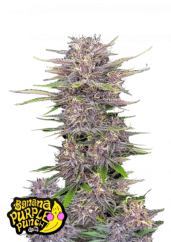 Fast Buds Żerriegħa tal-Kannabis Banana Purple Punch Auto
