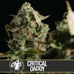 Blimburn Seeds Cannabis Seeds Critical Daddy Feminized