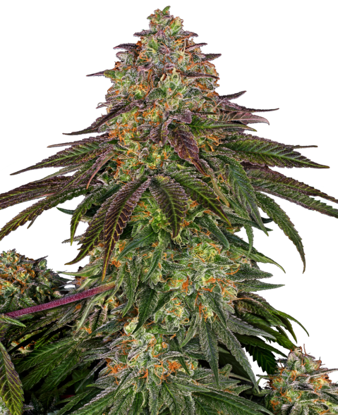 Sensi Seeds Sjemenke konoplje Sweet Cherry Kush® Feminized, 3-10 kom