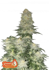 Fast Buds Cannabis Seeds Vestuvinis sūrio pyragas FF