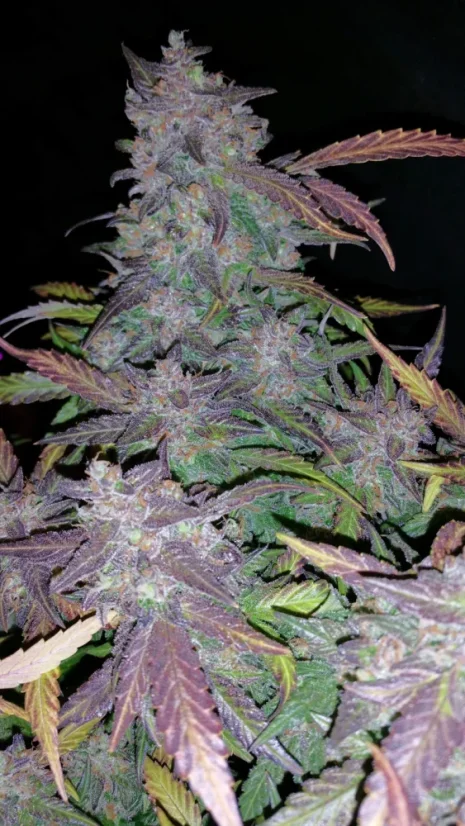 Fast Buds Sementes de Cannabis Fastberry Auto