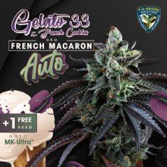 T.H.Seeds™ Graines de cannabis Auto French Macaron, pack varié, féminisées