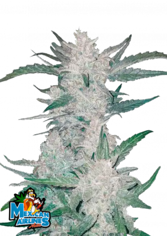 Fast Buds Sementes de Cannabis Mexican Airlines Auto