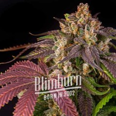 Blimburn Seeds Kenevir Tohumları Pembe Runtz Feminize