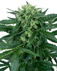 Sensi Seeds Graines de cannabis Sensi Amnesia Automatic Féminisées, 3-10 pcs