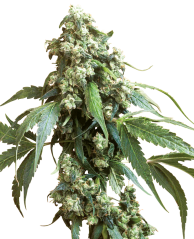 Sensi Seeds კანაფის თესლი Jack Flash #5® ფემინიზებული, 3-10 ც.