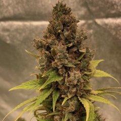 Doctor´s Choice Seeds Diesel Fast F1 BX Regular