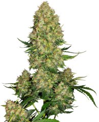 Sensi Seeds Cannabis Seeds Skunk #1 Automatic® Feminized, 3-10 gab.