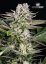 Cannapedia Calendário Lunar 2021 - Cepas de cannabis ricas em CBD + 3x sementes (Kannabia, SuperStrains e Seedstockers)