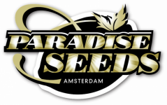 1x Nebula II CBD (feminizované semínko od Paradise Seeds)