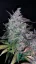 Fast Buds Cannabis Seeds Fastberry Auto