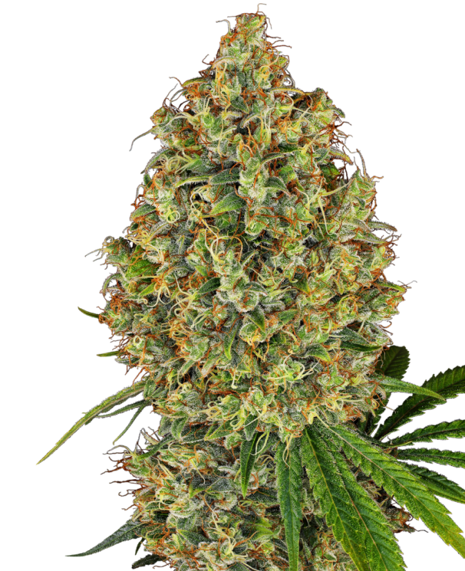 Sensi Seeds Semena konoplje AK-420 Feminized by White Label, 3-10 kom