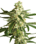 Sensi Seeds Cannabisfrø White Diesel Haze Automatic Feminized by White Label, 3-10 stk.