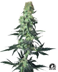 Sensi Seeds Cannabis Seeds Amnesia White Regular by White Label, 10 gab.