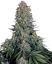 Sensi Seeds Sementes de Cannabis Blue Skunk® Feminizadas, 3-10 unidades