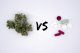 Cannabissubstitution reduziert Opioidkonsum