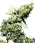 Sensi Seeds კანაფის თესლი Jamaican Pearl® Feminized, 3-10 ც.