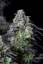 Fast Buds Cannabis Seeds Mimosa Cake Auto