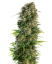 Sensi Seeds Hạt giống cần sa Hindu Kush Automatic® Feminized, 3-10 chiếc