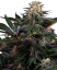 Sensi Seeds Cannabisfrø Lockdown Kush Feminiseret, 3-10 stk.