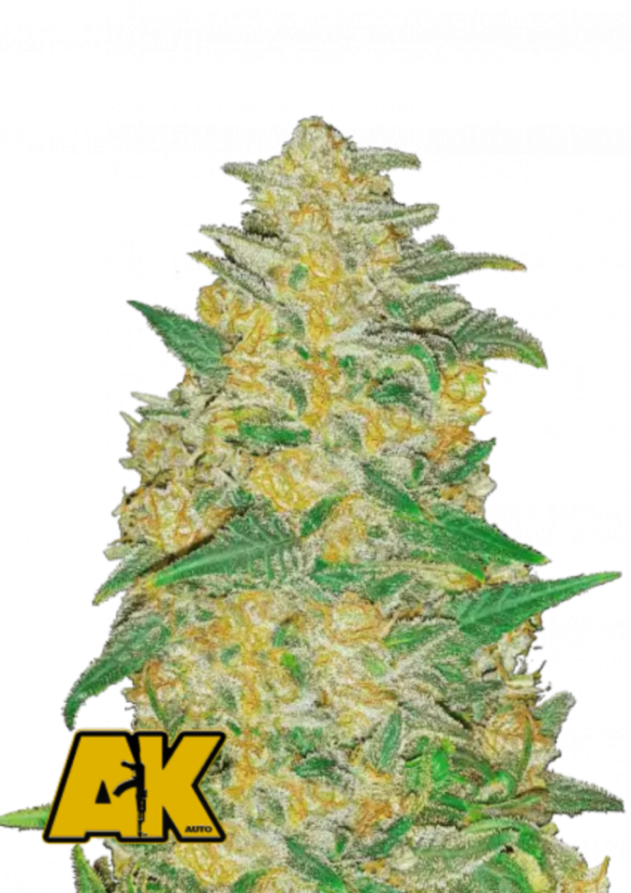 Fast Buds Cannabis Seeds AK Auto | Canatura