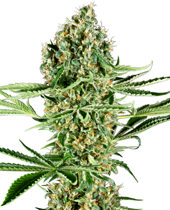 Sensi Seeds Sementes de Cannabis Critical Runtz Feminizadas, 3-10 pcs