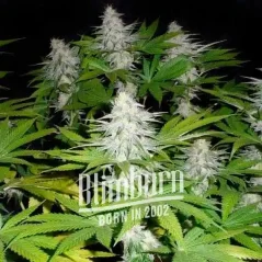 Blimburn Seeds კანაფის თესლი Goji OG ფემინიზებული