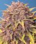 Fast Buds Cannabis Seeds Purple Lemonade Auto