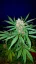 Fast Buds Cannabis Seeds C4 Auto