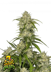 Fast Buds Żrieragħ tal-Kannabis Sour Jealousy Auto