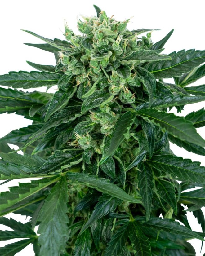 Sensi Seeds Cannabis Seeds Sensi Amnesia Automatic Feminized, 3-10 gab.