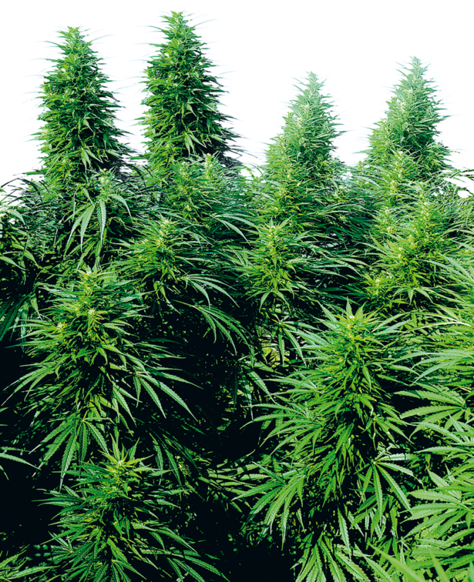 Sensi Seeds Cannabis Ruderalis Skunk® Regular, 10 kom