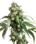 Sensi Seeds Cannabis Seeds Jack Flash #5® Feminized, 3-10 kpl