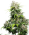 Sensi Seeds Cannabisfrø California Indica® Regular, 10 stk