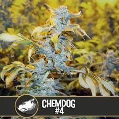 Blimburn Seeds Cannabis Seeds Chemdog #4 Feminized