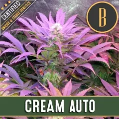 Blimburn Seeds Żrieragħ tal-Kannabis Krema Auto